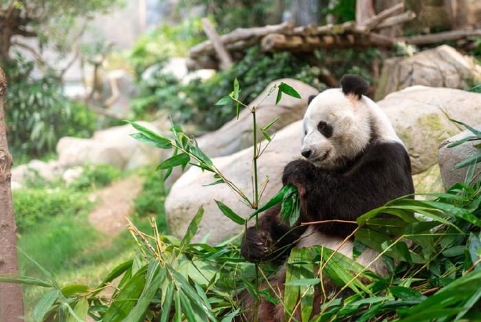 超有排面！特首迎接、全城征名、住所焕新……丨香港一日