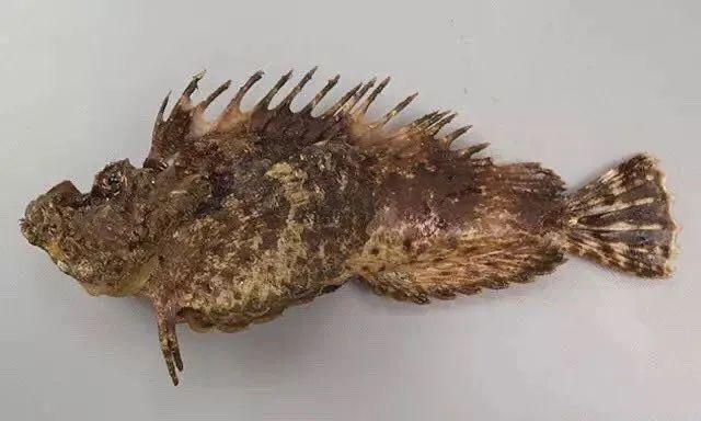 老虎鱼鳍棘端部藏着毒腺。图片来源:海错拾遗
