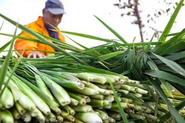 “助农直播”进田头，打开练塘茭白新销路~