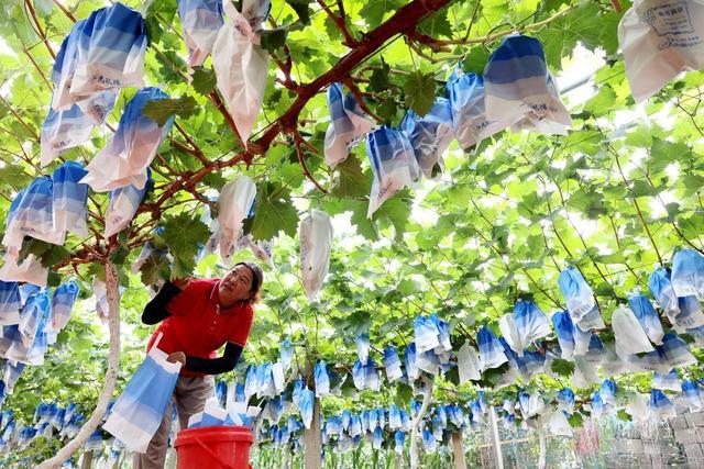 枣庄：夏日“农忙图”