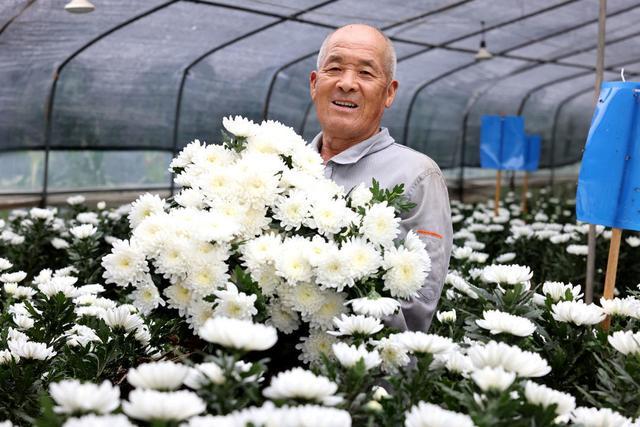 枣庄：夏日“农忙图”