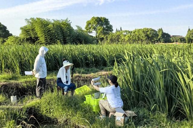 “助农直播”进田头，打开练塘茭白新销路~