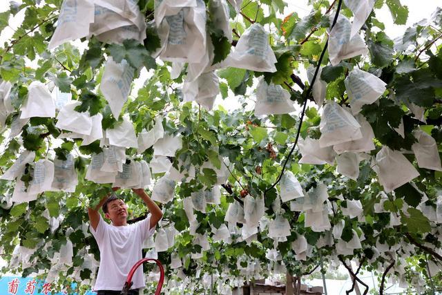 枣庄：夏日“农忙图”