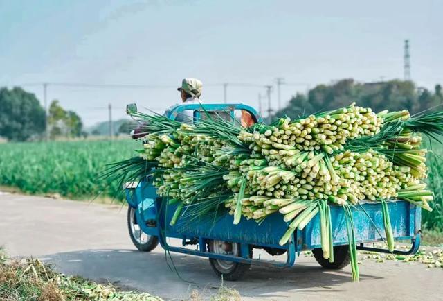 “助农直播”进田头，打开练塘茭白新销路~