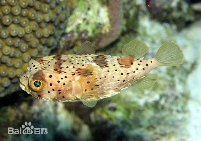 平时刺龟鱼身上的硬刺平贴在身上。网络图