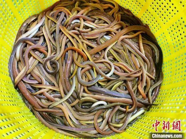 血鳝。图片来源:中新网