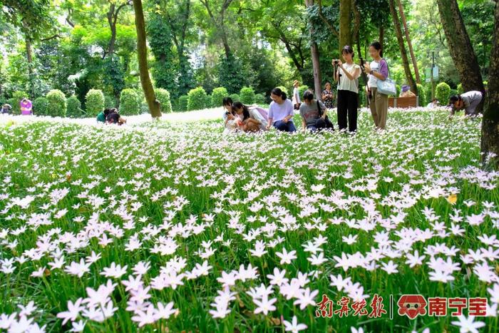 风雨后，南宁这座公园的风雨兰花开成海！