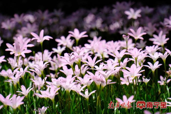 风雨后，南宁这座公园的风雨兰花开成海！