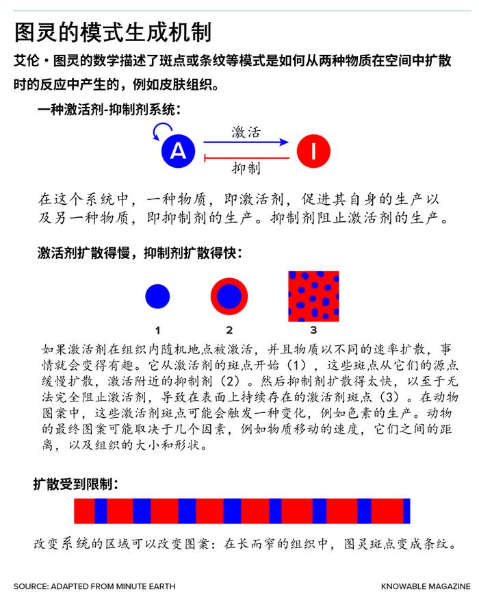 图灵的想法解释了某些动物图案模式是如何产生的。