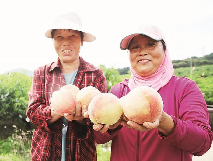 地产水蜜桃新鲜上市