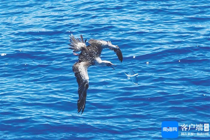 “鲸”喜连连 海南省海洋生物多样性调查活动发现4群超100头短肢领航鲸