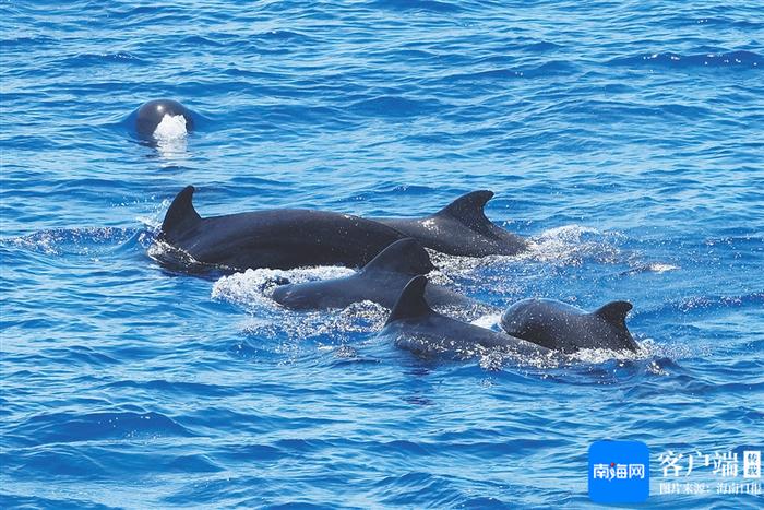“鲸”喜连连 海南省海洋生物多样性调查活动发现4群超100头短肢领航鲸
