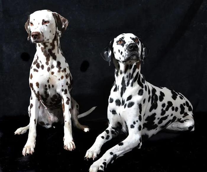 两只帅气的、身上有斑点的斑点犬 CREDIT: PHILIP WATTS / FLICKR
