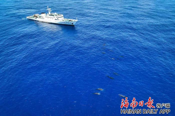 回访短肢领航鲸“海棠”途中 逾200头弗氏海豚在考察船头伴游