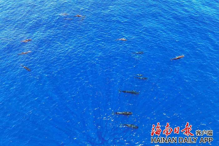 回访短肢领航鲸“海棠”途中 逾200头弗氏海豚在考察船头伴游