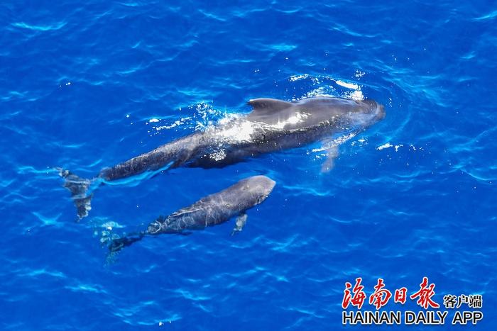 回访短肢领航鲸“海棠”途中 逾200头弗氏海豚在考察船头伴游