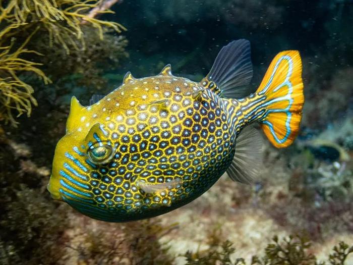 箱鲀的图案轮廓十分清晰 CREDIT: imogenisunderwater / iNATURALIST