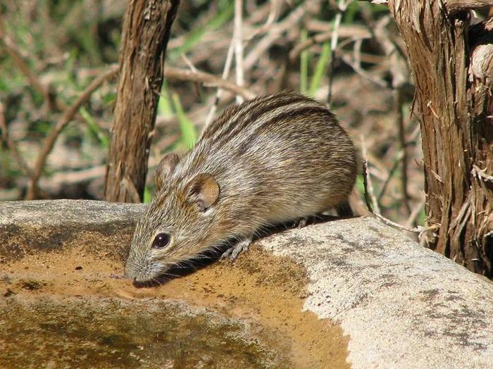 非洲条纹鼠是研究条纹的便捷生物 CREDIT: MARIAN OLIVER / iNATURALIST