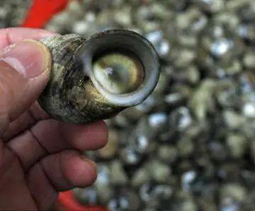 未去壳的眼睛螺。网络图