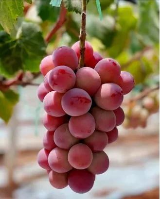 小暑品葡萄，今年闵行的葡萄家族新增两名“成员”