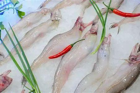 鼻涕鱼。网络图
