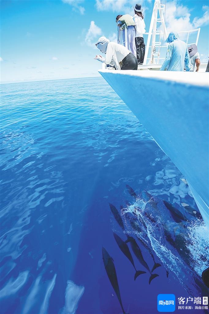 海南海洋生物多样性调查活动观测团队发现1000多头鲸豚动物