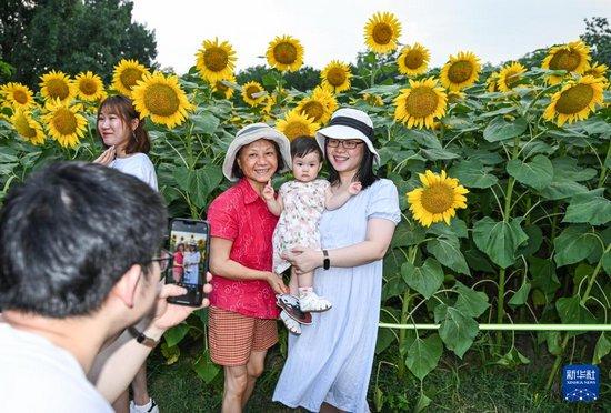 北京：夏日绽放的向日葵