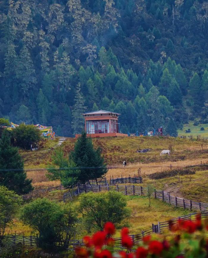 走进鲁朗扎西岗村，中外“大咖”这么说……