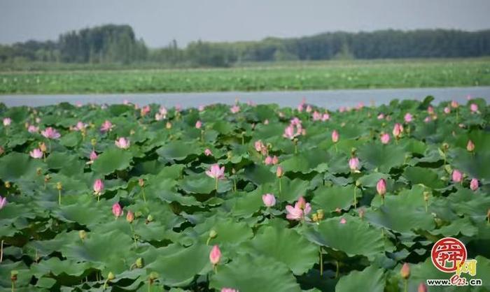 诗意白云湖 盛夏文旅季 ——水乡白云向您邀约