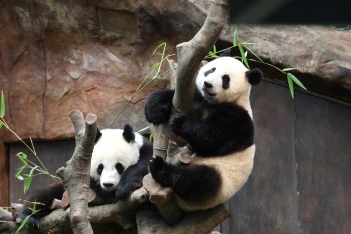 为了国宝大熊猫，李家超今天上四川 | 香港一日