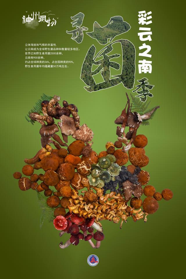 神州风物丨彩云之南寻“菌”季