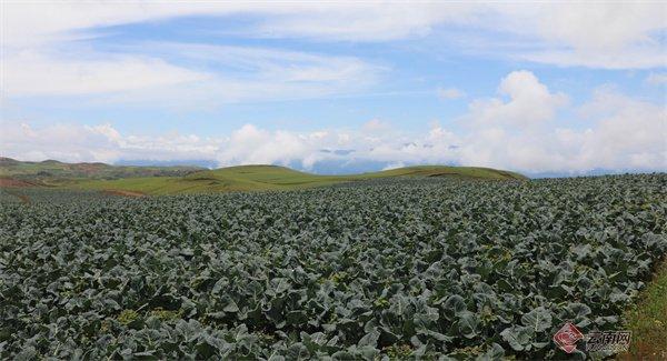 助力高寒地区群众增收 云南永善建成面积3万亩冷凉蔬菜基地