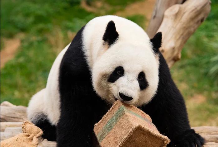 新一对大熊猫将赠香港 大熊猫牵起川港情缘