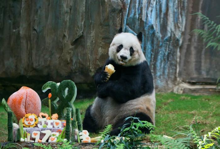 新一对大熊猫将赠香港 大熊猫牵起川港情缘