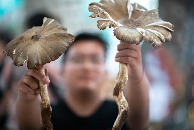 神州风物丨彩云之南寻“菌”季