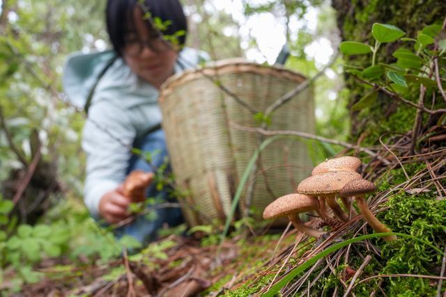 神州风物丨彩云之南寻“菌”季