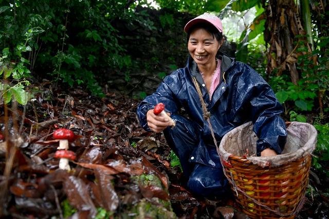 神州风物丨彩云之南寻“菌”季