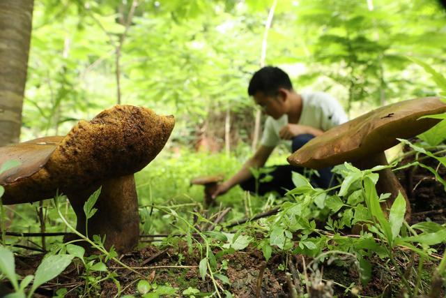 神州风物丨彩云之南寻“菌”季