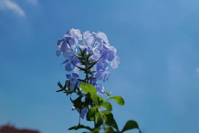 芳菲满园丨有这样一片蓝色的花海，越晒越美丽