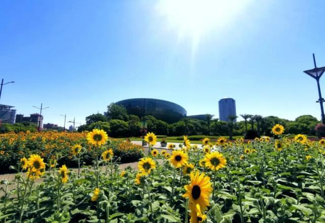 梵高笔下的油画——夏日限定向日葵来啦！乘坐公共交通去打卡吧