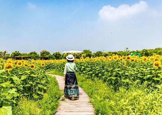 梵高笔下的油画——夏日限定向日葵来啦！乘坐公共交通去打卡吧