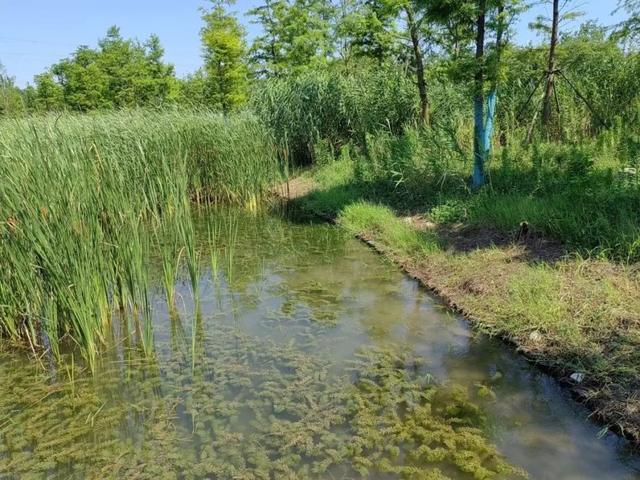 推进海绵城市建设，浦东今年计划完成10个示范项目