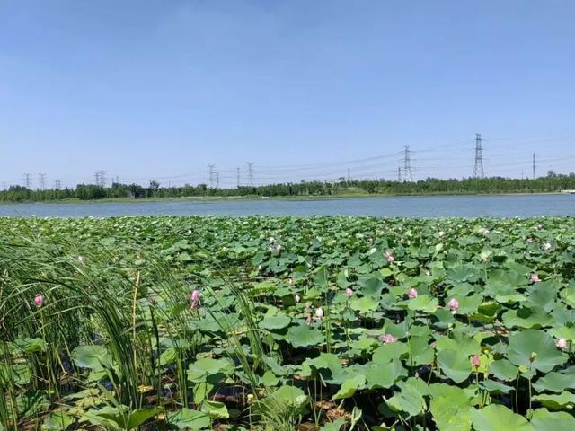 推进海绵城市建设，浦东今年计划完成10个示范项目