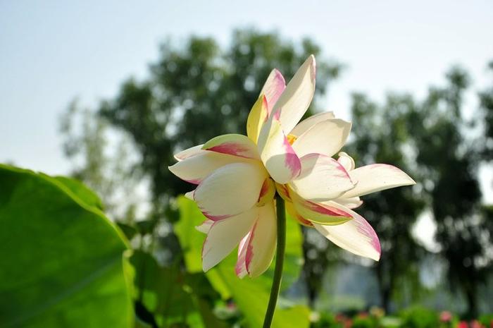 莲花池公园今夏已发现4朵并蒂莲