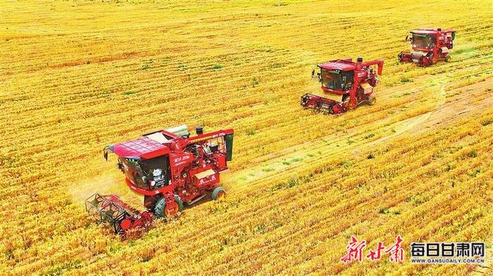 【图片新闻】高台县黑泉镇金河湾养殖产业园区内小麦喜获丰收
