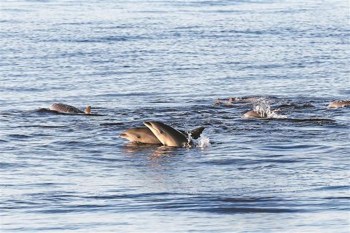 海南岛东部现大量鲸和豚