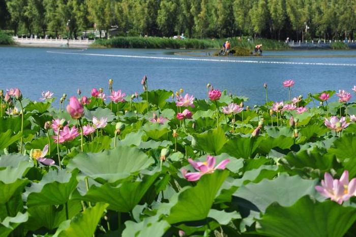 莲花池公园今夏已发现4朵并蒂莲