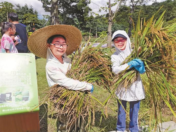 红绳系着亲手割下的稻穗成纪念品 稻花香里：做一天农民感悟粒粒皆辛苦