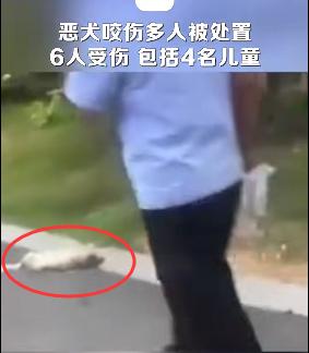 热闻|老人小孩都被咬！一小区内流浪狗攻击多人，路遇恶狗袭击怎么办？