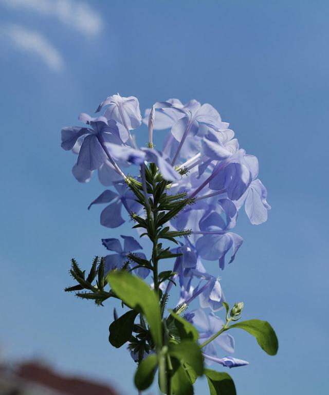芳菲满园丨有这样一片蓝色的花海，越晒越美丽